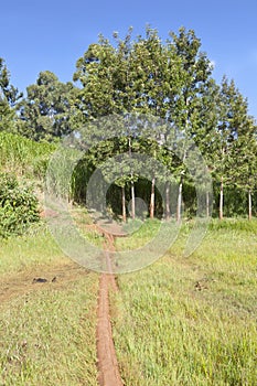 Ondiri Swamp in Kikuyu, Kenya