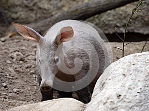 One Aardvark, Orycteropus afer, carefully explores the surroundings of its spacious burrows