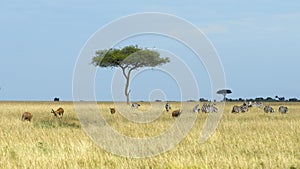 One Acai Tree with vast expanse of grassland with herd zebras and several Topi in the foreground