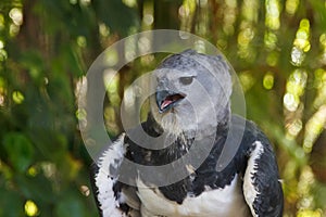 One of Accipitriformes bird family photo