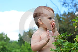 one, active, young, harvesting, scene, currants, vitamins, season, real, farm, caucasian, rural, boy, tasty, ecology, health,