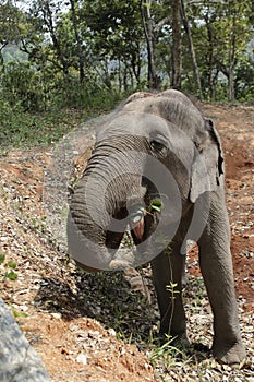 One Adorable Indian Elephant