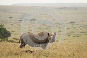 One adult black rhino with big horn standing sideways in the plains of Masai Mara in Kenya