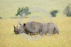 One adult black rhino browsing standing in tall grass in Masai Mara