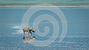 One adult black rhino walking through Lake Magadi in Ngorongoro Crater in Tanzania