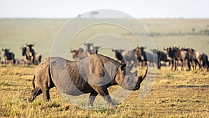 One adult black rhino walking in Masai Mara plains with wildebeest watching him in a golden afternoon warm light in Kenya