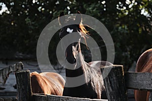 Country life in fresh air and horse farm with thoroughbred stallions. One adult black stallion with white spot on head is standing