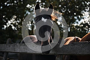 Country life in fresh air and horse farm with thoroughbred stallions. One adult black stallion with white spot on head is standing