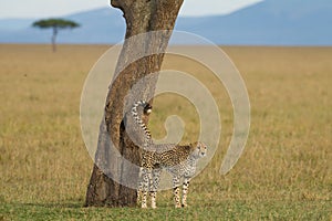 One adult cheetah marking its territory in the open plains of Masai Mara Kenya