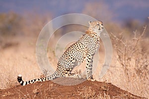 One adult cheetah sitting on termite mound full body portrait in dry season in Kruger Park South Africa