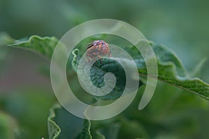 One adult colorado beetle sitting on a young green foliage of a potato, spring, closeup