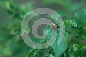 One adult colorado beetle sitting on a young green foliage of a potato, spring, closeup