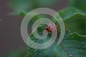 One adult colorado beetle sitting on a young green foliage of a potato, spring, closeup