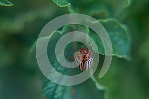 One adult colorado beetle sitting on a young green foliage of a potato, spring, closeup