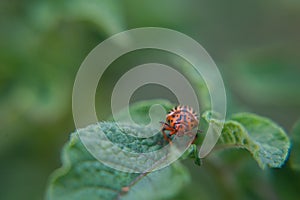 One adult colorado beetle sitting on a young green foliage of a potato, spring, closeup