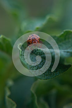 One adult colorado beetle sitting on a young green foliage of a potato, spring, closeup