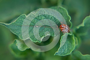 One adult colorado beetle sitting on a young green foliage of a potato, spring, closeup