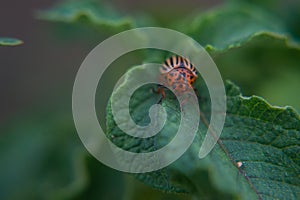 One adult colorado beetle sitting on a young green foliage of a potato, spring, closeup