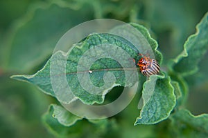 One adult colorado beetle sitting on a young green foliage of a potato, spring, closeup