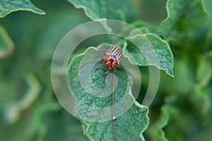 One adult colorado beetle sitting on a young green foliage of a potato, spring, closeup