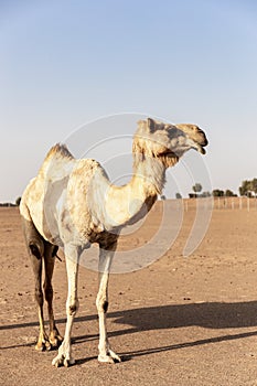 One adult Dromedary camel Camelus dromedarius standing on sand on a desert farm, portrait view.