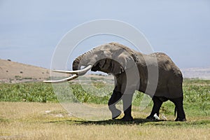 One adult elephant with big tusks feeding in open plains of Amboseli Kenya