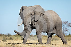 One adult elephant walking in Savuti plains with blue sky as background
