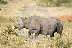 One adult female Black Rhino in the Masai Mara Kenya