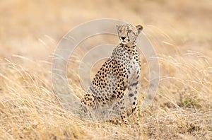 One adult female cheetah sitting up alert in Serengeti National Park Tanzania