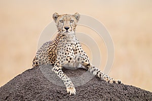 One adult female Cheetah on a termite mound close up Masai Mara Kenya
