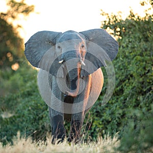 One adult female elephant looking alert in Savuti Botswana