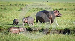 One adult female hippo with her three baby hippos eating grass out of water in Amboseli Kenya