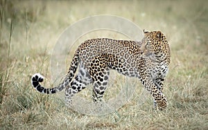 One adult female leopard full body shot Masai Mara Kenya