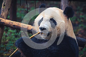 One adult giant panda eating a bamboo stick in close up portrait