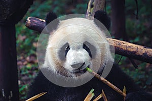 One adult giant panda eating a bamboo stick in close up portrait