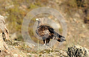 One adult golden eagle