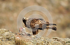 One adult golden eagle prepares to eat carrion