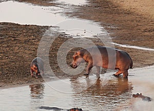 One adult Hippo with a baby Hippopotamus amphibius on the sand close to the river