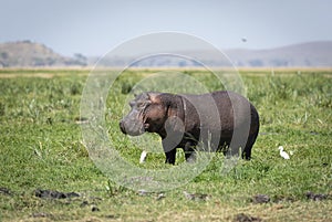 One adult hippo eating grass in Amboseli Kenya