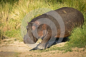 One adult hippo walking through tall green grass with yellow billed ox-pecker in Masai Mara Kenya