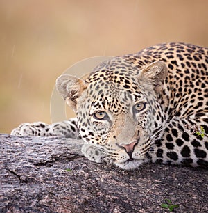 One adult leopard head on portrait of it resting in tree in the rain in Kruger Park South Africa