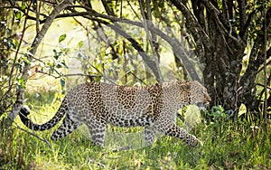 One adult leopard walking side view in Masai Mara Kenya