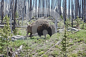 One Adult male bison in Yellowstone Park