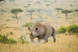 One adult male black rhino looking alert, walking through Masai Mara Kenya