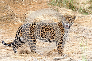 One adult male jaguar standing in drought parched brown dry grass