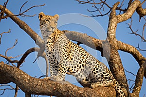 One adult male leopard sitting in a tree with blue sky in the background in Kruger Park South Africa