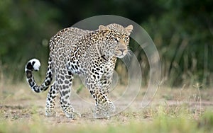 One adult male leopard walking in Masai Mara Kenya