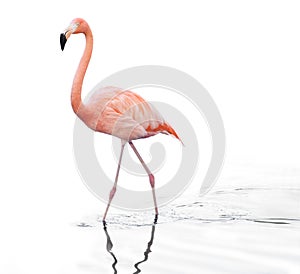 One adult pink flamingo walking on water