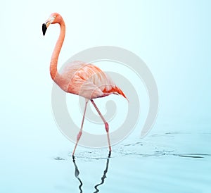 One adult pink flamingo walking on water