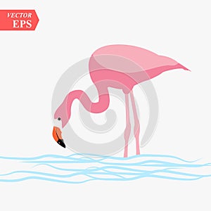 One adult pink flamingo walking on water. Isolated on white background